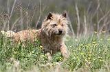 CAIRN TERRIER 200